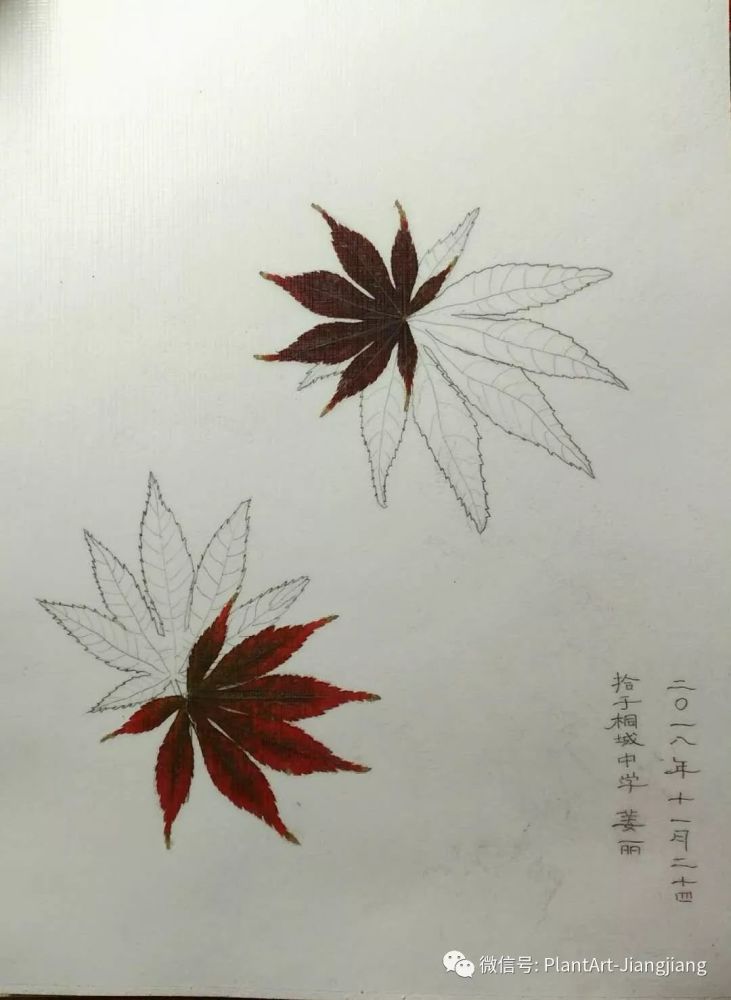 植物材料:鸡爪槭树叶