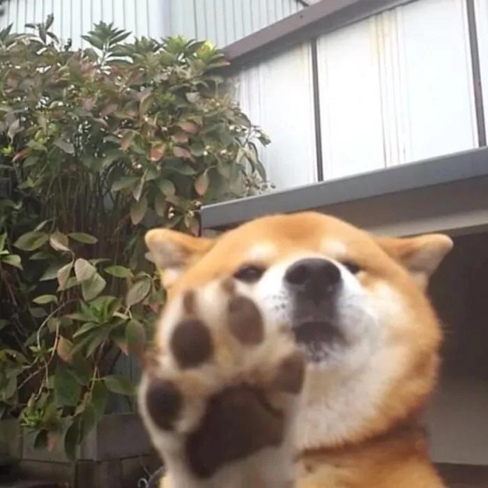 沙雕,头像,冬天,狗,猫