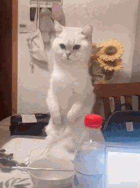 猫咪生气后的表情惹笑众人,猫:我生气了,快哄我