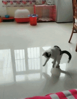 搞笑gif:别人笑我太疯癫,我笑他人看不穿,大姐,看什么