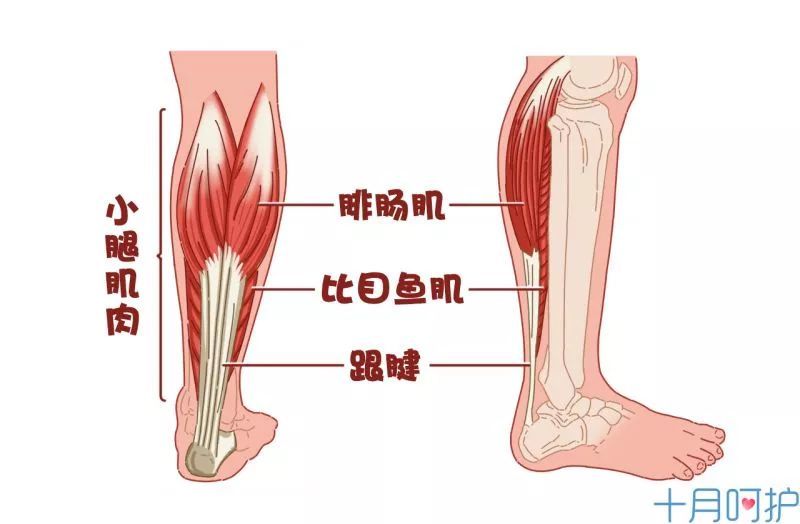 小腿抽筋,其实抽的是" 小腿三头肌",是肌肉在犯抽,并不是什么"筋".