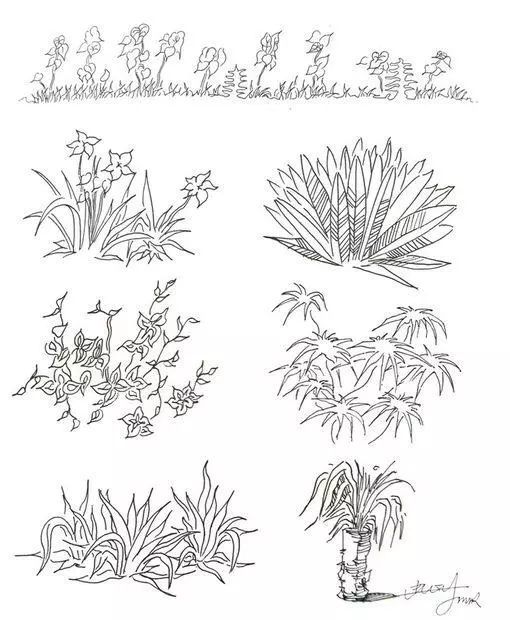 环艺植物手绘范画 速写写生教程 手绘素材 可以收藏练习了