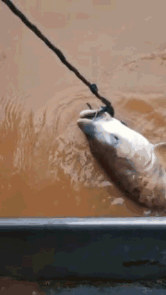 壁纸 动物 鸟 鸟类 雀 240_426 竖版 竖屏 手机 gif 动态图 动图