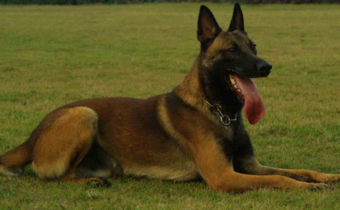 军方最好的守卫犬 体力综合素质超过德国牧羊犬的马犬 看点快报