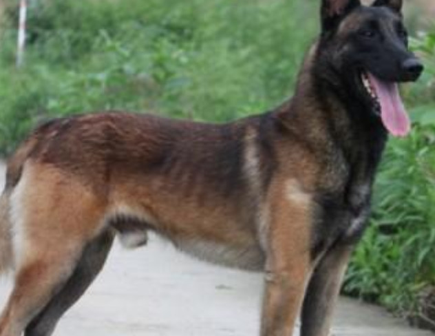 军方最好的守卫犬 体力综合素质超过德国牧羊犬的马犬 看点快报