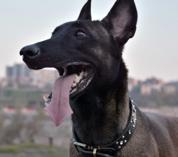 军方最好的守卫犬 体力综合素质超过德国牧羊犬的马犬 看点快报