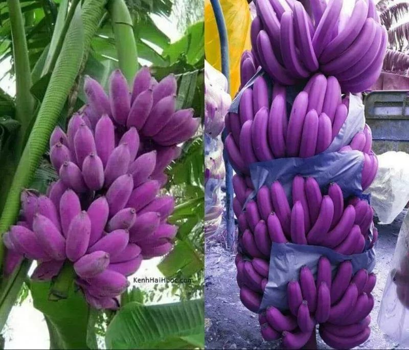 紫色香蕉 疯传 以为是谣言 没想到原来真有紫色香蕉 看点快报