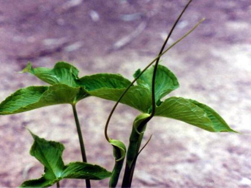 农村一种植物叫麻芋子,味辛辣,麻舌而刺喉,今年卖价比