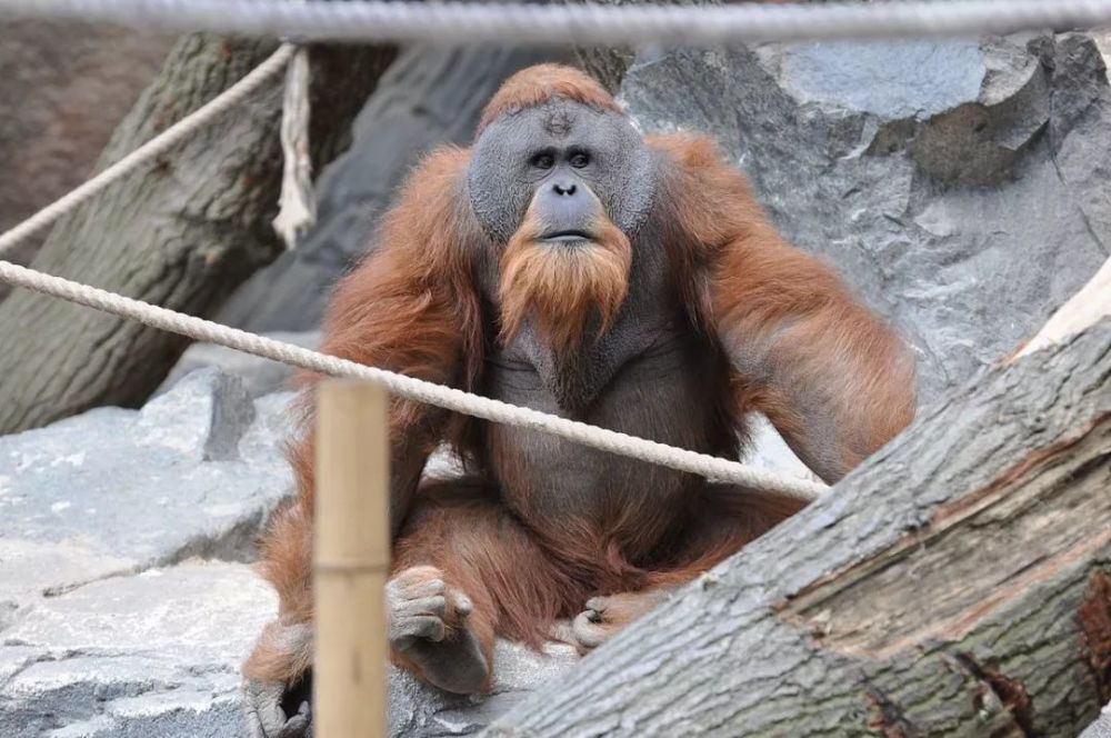 苏门答腊猩猩(sumatran orangutan) 现存野外个体数量未知