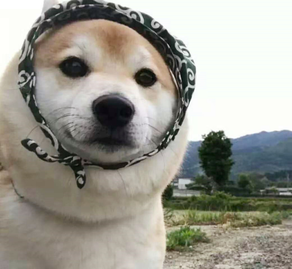 最后一张头像,这张头像猛一看是不是吓了一跳,没错这正是一只戏精式