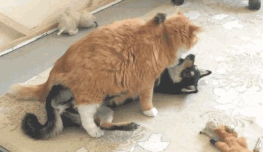 二哈和橘猫大打出手,却被橘猫一招制胜,方法让人不厚道笑了