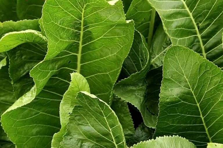 野草,山葵,叶子,日本,芥末