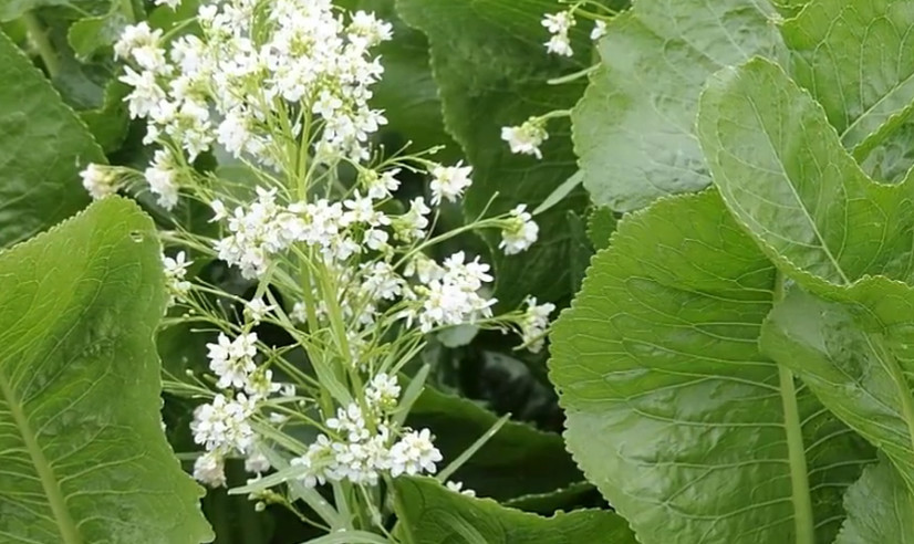 野草,山葵,叶子,日本,芥末