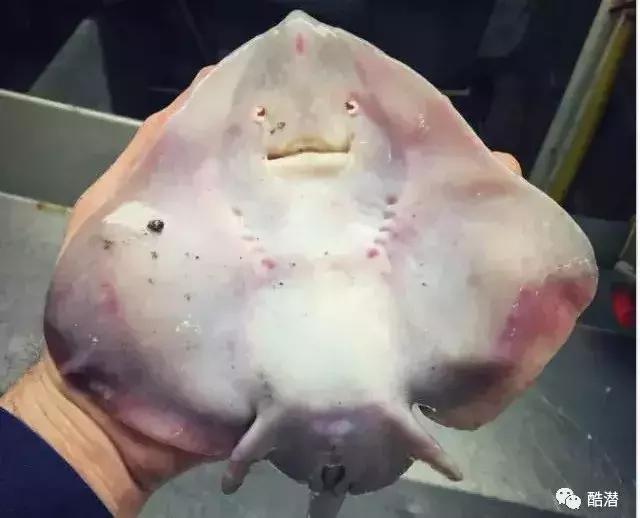 最丑深海鱼:反正水下那么暗谁都看不清谁,我随便长长怎么了!