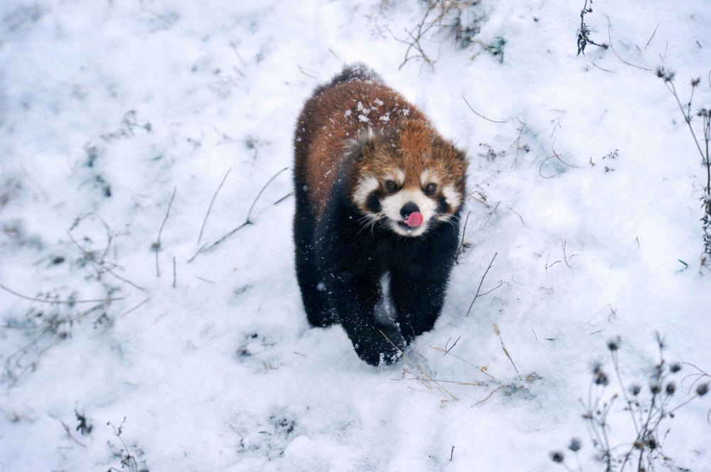 青岛下大雪 野生动物们嗨翻了