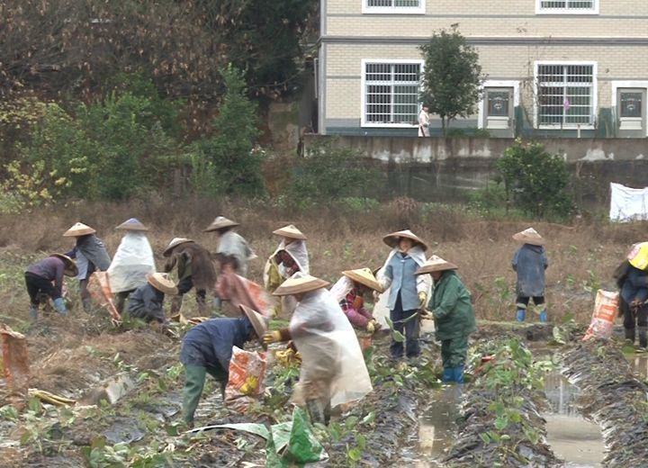 农民丰收的喜悦:祁阳观音滩镇新龙湾村里700亩槟榔芋喜迎丰收