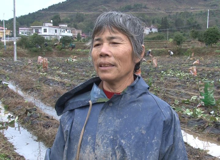 农民丰收的喜悦:祁阳观音滩镇新龙湾村里700亩槟榔芋喜迎丰收