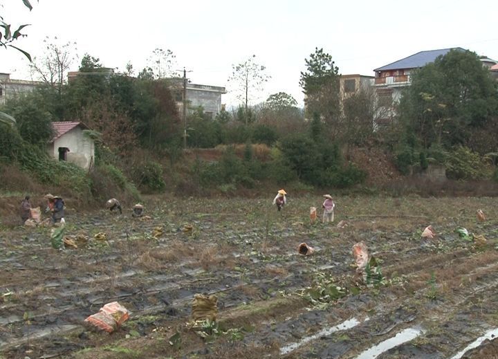 农民丰收的喜悦:祁阳观音滩镇新龙湾村里700亩槟榔芋喜迎丰收
