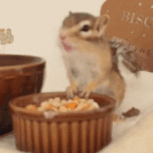 日本有一只小松鼠,每天只负责吃吃睡睡,就变成了ins网