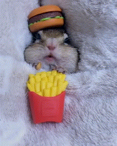 日本有一只小松鼠,每天只负责吃吃睡睡,就变成了ins网