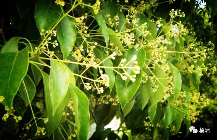简媛:樟树花