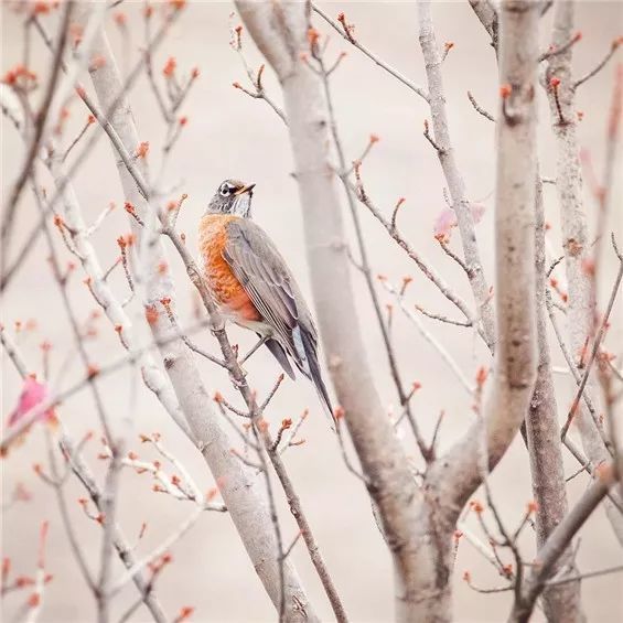 ——[宋] 欧阳修 《画眉鸟》