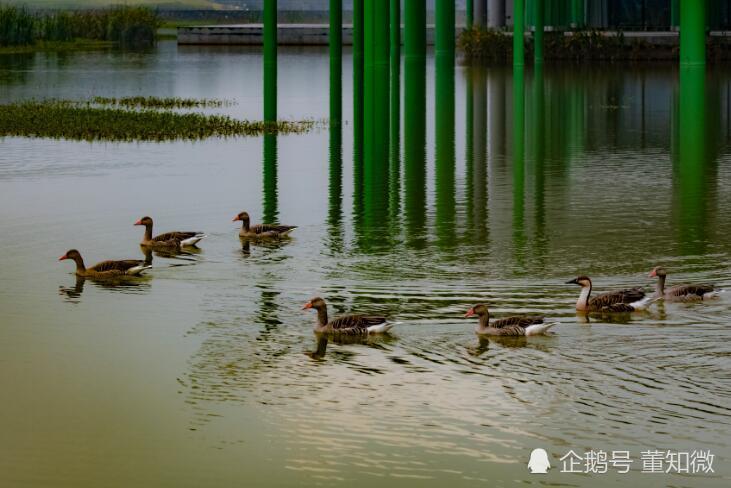 咸宁仙鹤湖湿地园,仙鹤相伴才是人生的最后选择