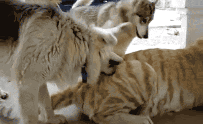 原来老虎也可以这么的搞笑,网友:大猫,你是成精了吗?