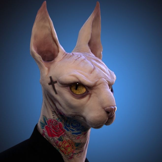 之所以叫斯芬克斯猫身形是因为其外貌酷似埃及法老王的守护"人面狮身"