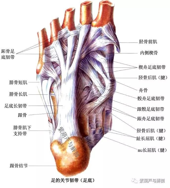 跟腓韧带位于踝关节运动轴后方,在足背屈时紧张,足跖屈时松弛.