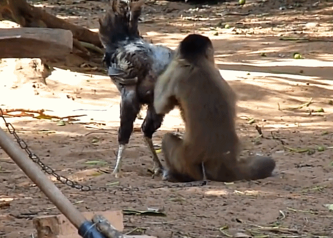 斗鸡被猴子戏弄后发飙 猴子被震慑住 服服帖帖捋鸡毛