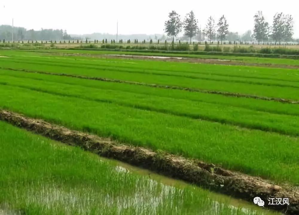 荆州素有"鱼米之乡"的美誉 种植水稻,小麦是很多农户的不二选择