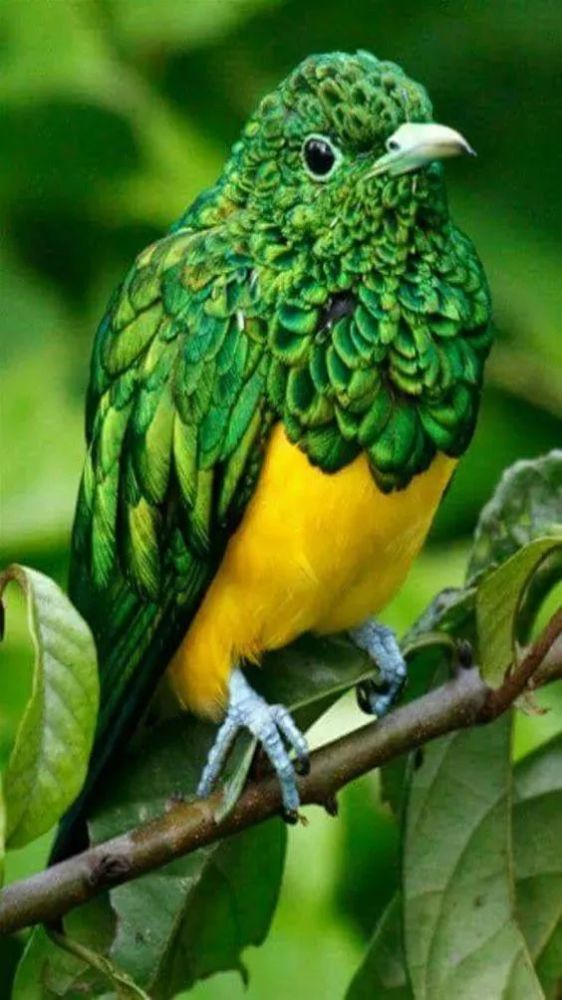 这是一只绿色的鸟