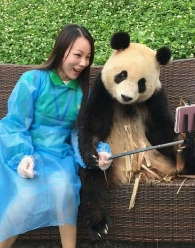 大熊猫戏精化身,和小姐姐开心在拍照,各种姿势萌翻在场观众