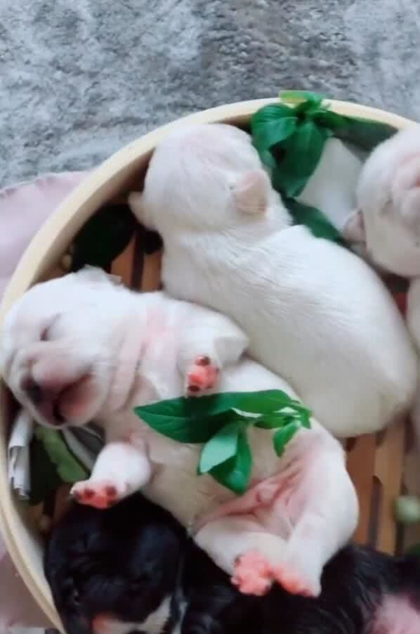 小奶狗,小狼狗,单身狗,肤色,笼子