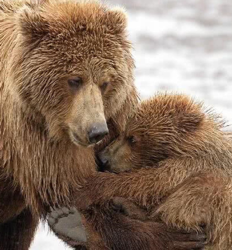 小狗熊外出遇见熊妈,上去就是一个熊抱,让人看了心里暖暖的