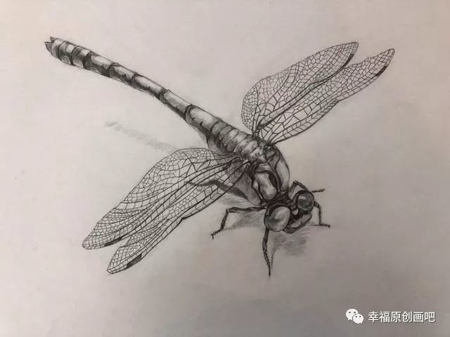 20,黄壮龙的蜻蜓,素描,4开