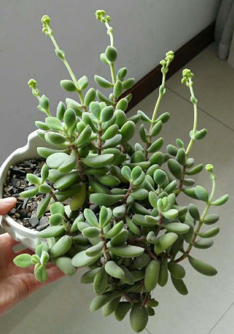 最诗意多肉植物:为什么你养不好若歌诗?这篇文章给你答案