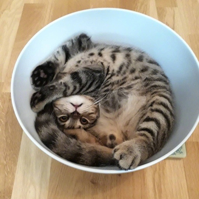 猫咪为什么喜欢把自己蜷缩成圆形,人家的柔韧性真是太