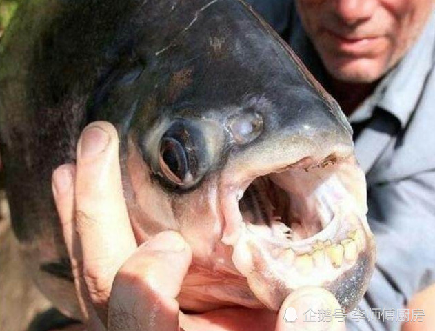 不能吃的"鲤鱼",不仅嘴里长着"人牙",还喜欢针对男性