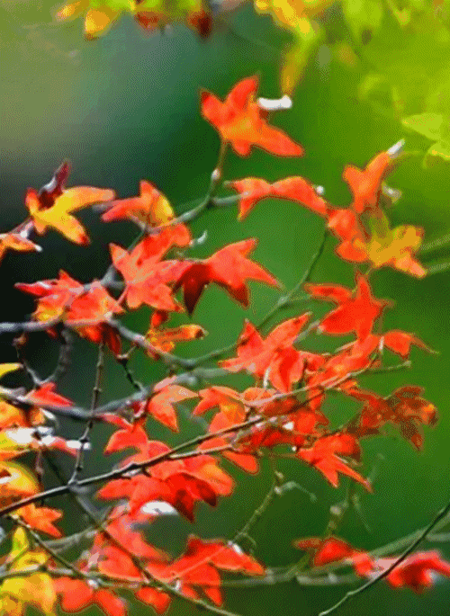 同安造水村流枫溪一年只有一次的枫叶又红了!