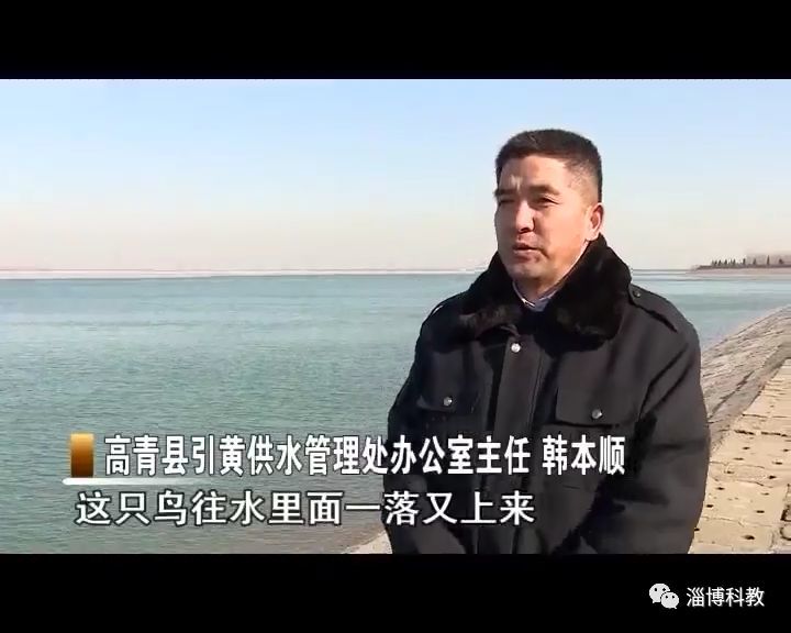 高青大芦湖水库,飞来一位稀罕客,快来看看你认识吗?