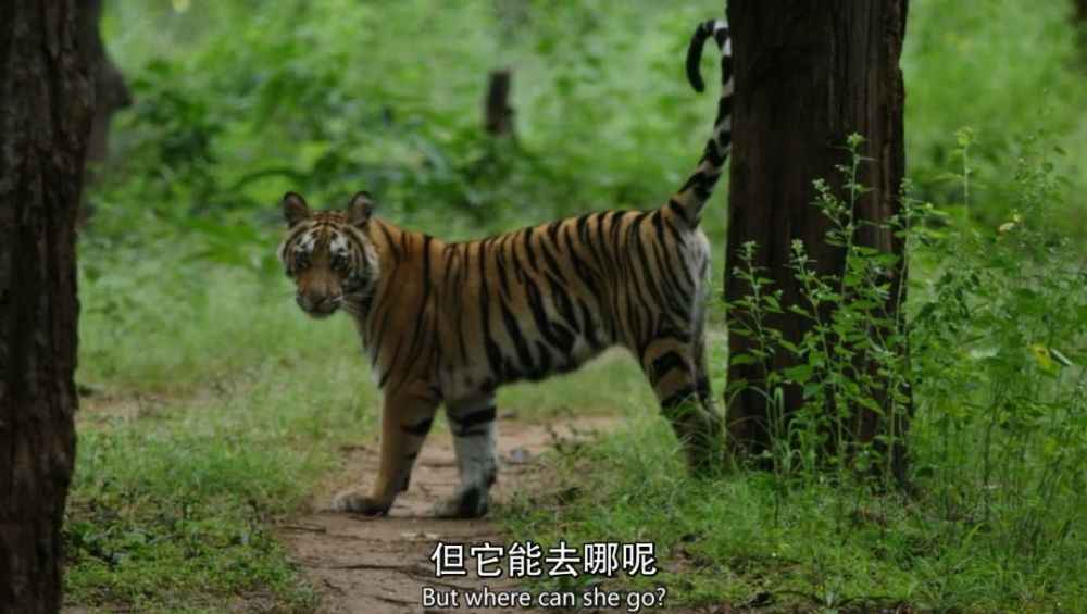 豆瓣评分9.7,这部bbc神级纪录片,让孩子了解动物世界的竞争与温情