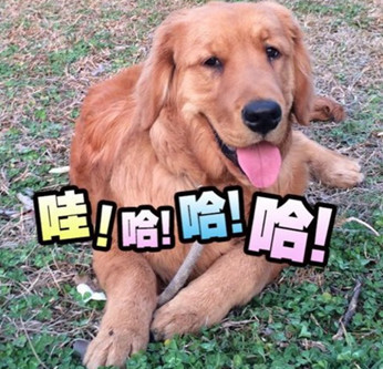 老人住野地捡破烂吃剩饭 因女婿不愿与其同住