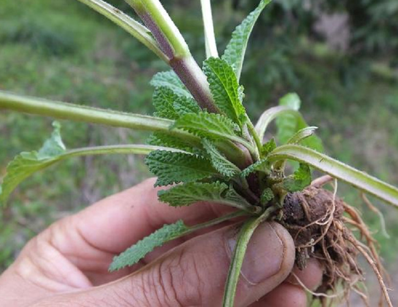 野外这种叫做"蛤蟆草"的植物,煮水喝有清热解毒功效,你喝过没