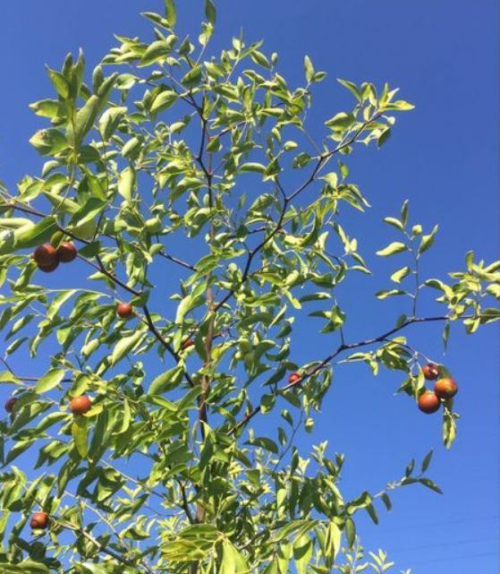 芙蓉说三农:枣树的主要树形与整形