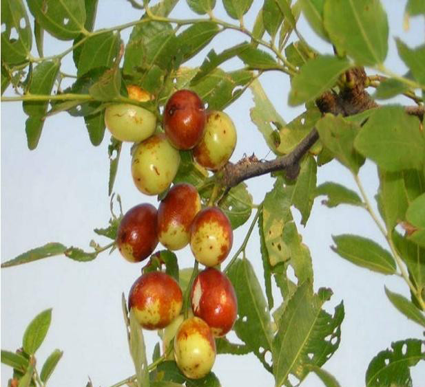芙蓉说三农:枣树的主要树形与整形
