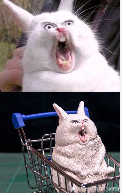 这兔子的表情,绝对是史上最凶的兔子了!不得不说也是六到不行啊!