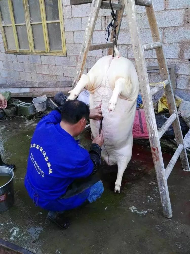 在石门,有一种乡愁,叫"杀猪饭"