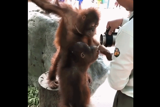 红毛猩猩向女子要水喝 张嘴的动作宛如一个人 已笑出声